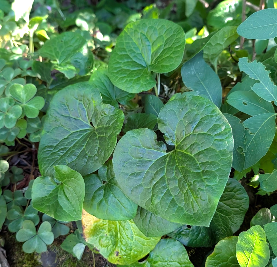 Asarum caudatum