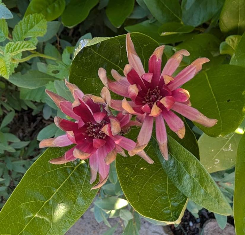 Calycanthus occidentalis