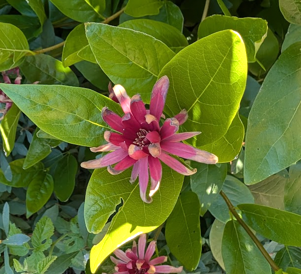 Calycanthus occidentalis