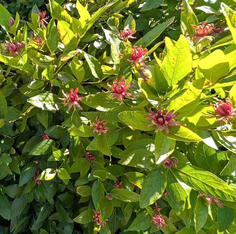 Calycanthus occidentalis