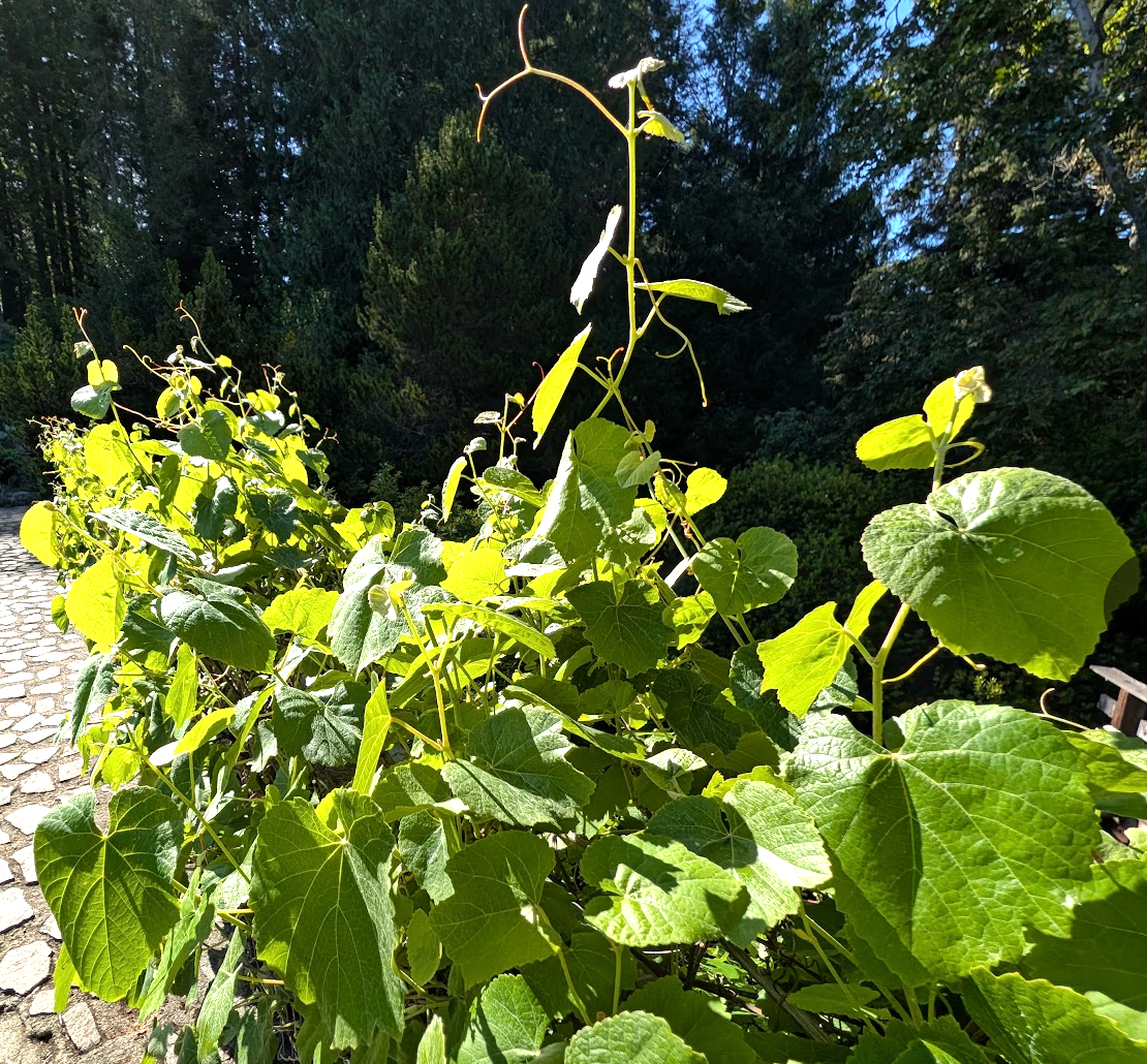 Vitis californica