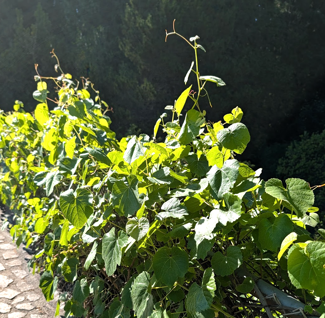 Vitis californica