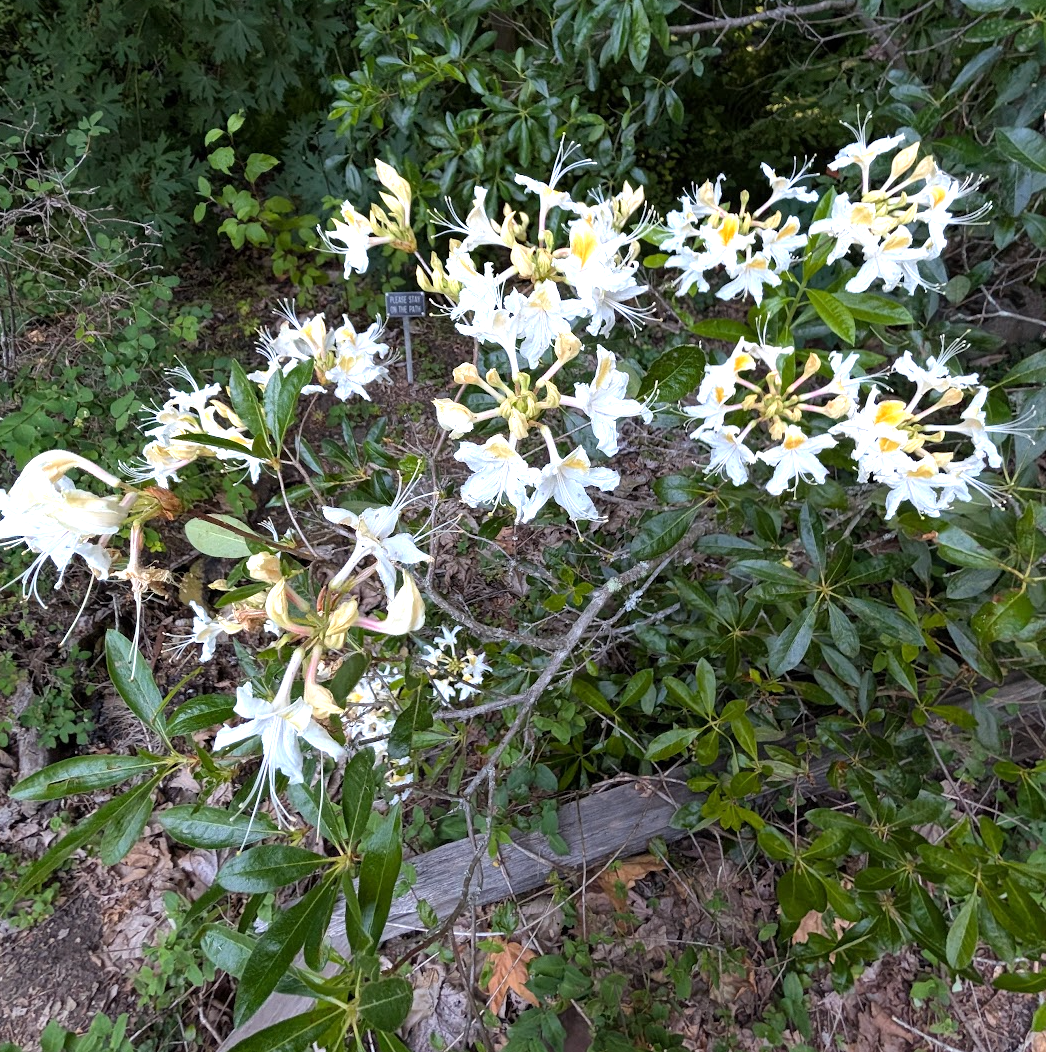 Rhododendron occidentale