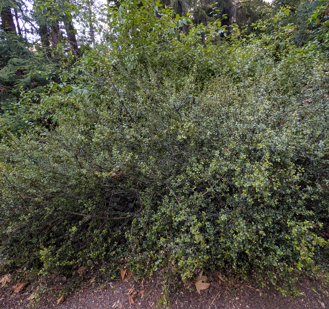 Rhamnus crocea