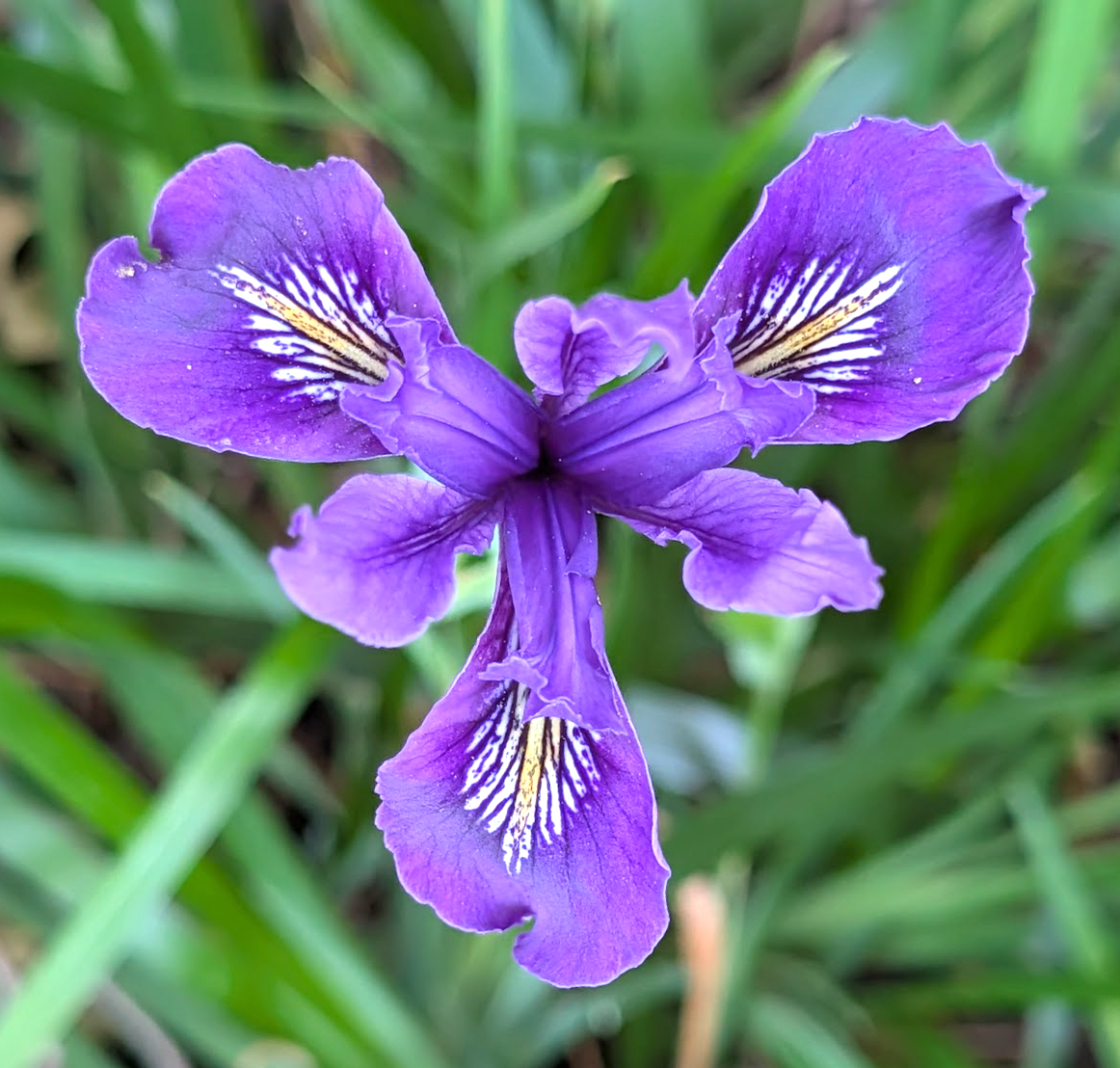 Iris douglasiana