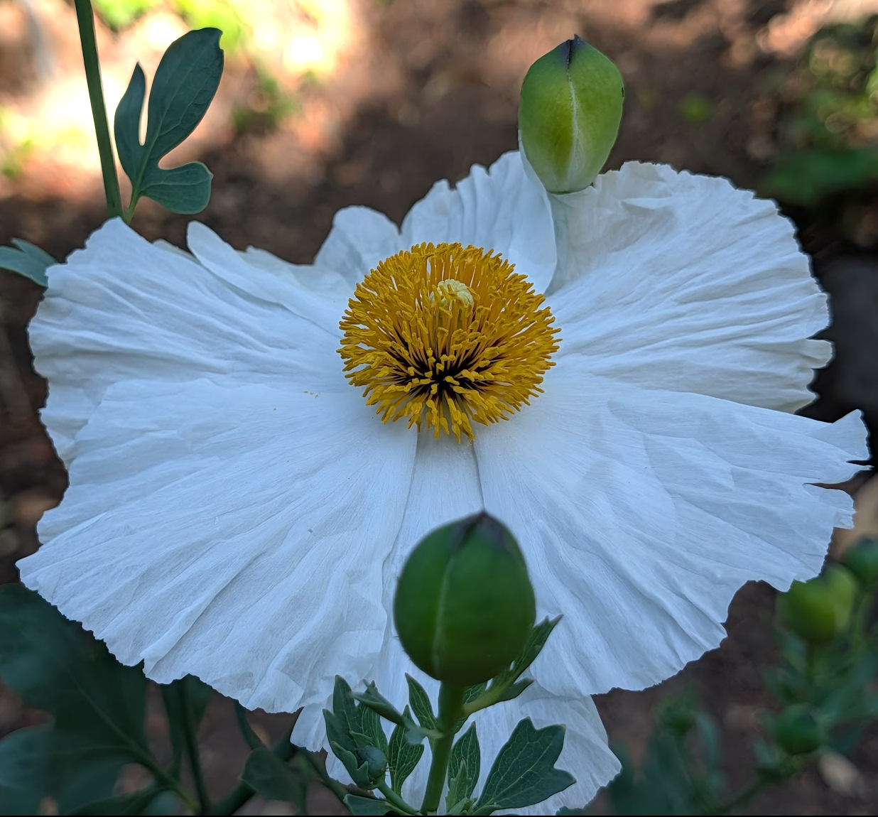 Romneya coulteri