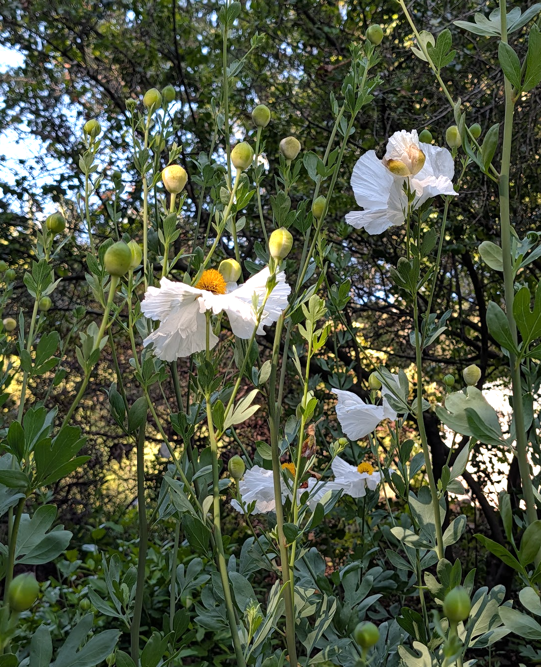 Romneya coulteri