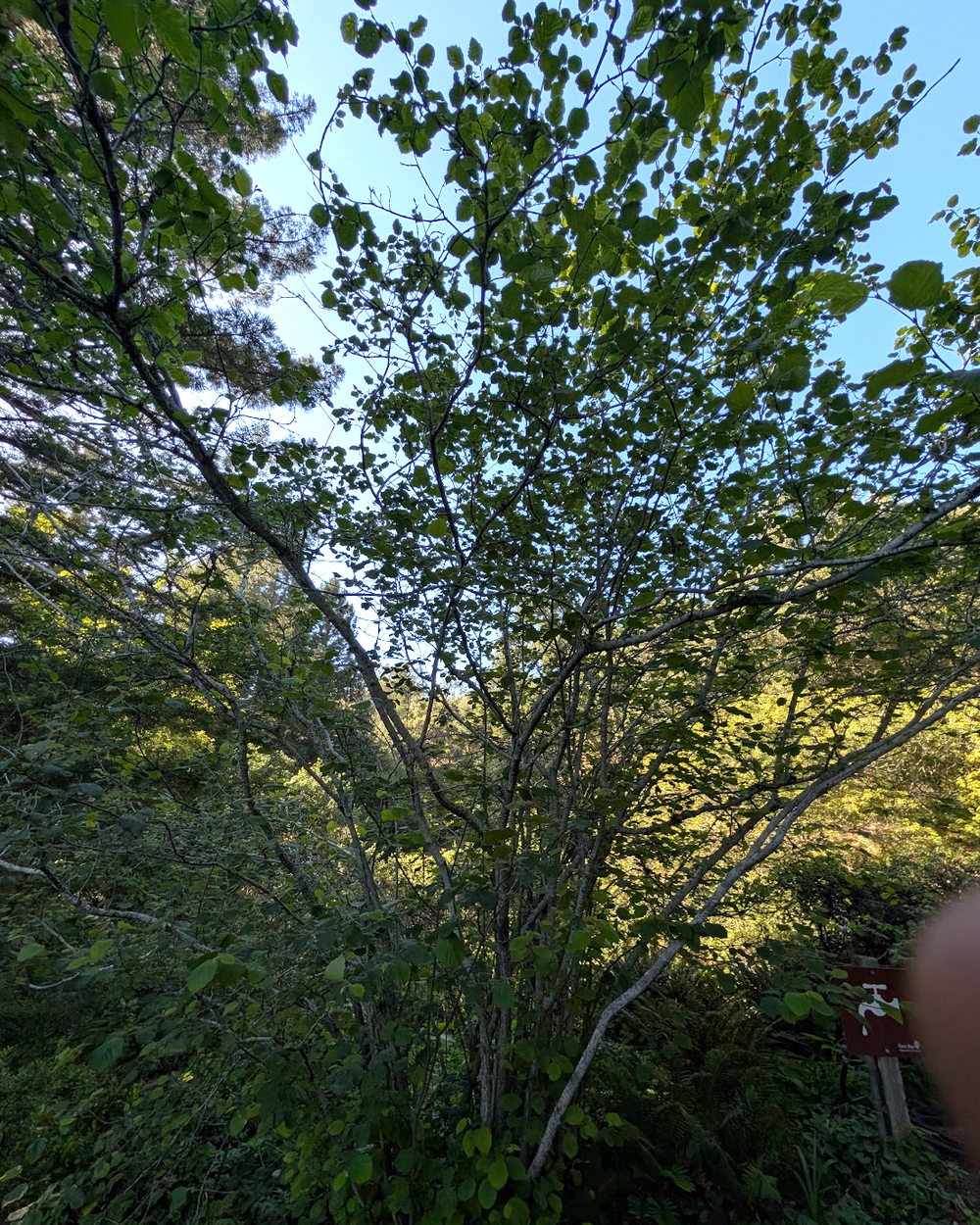 Corylus cornuta var californica