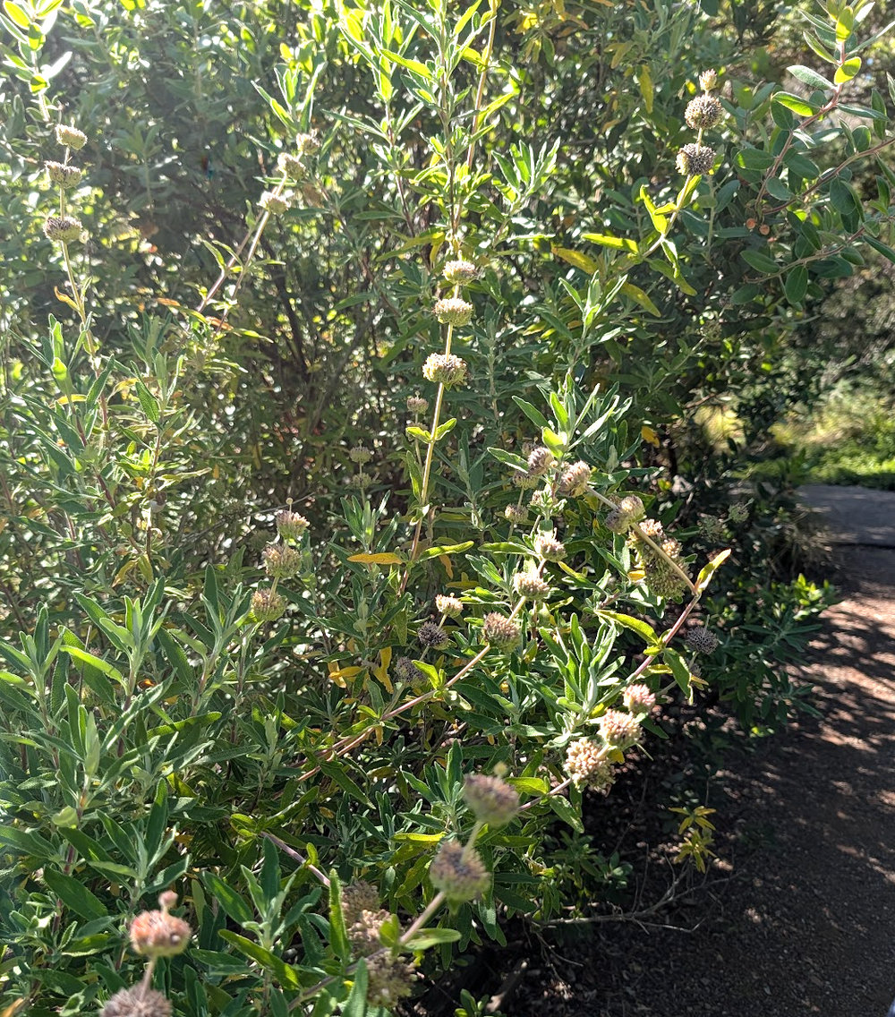 Salvia mellifera