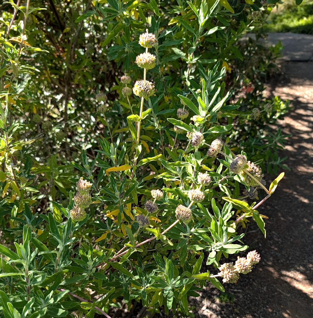 Salvia mellifera