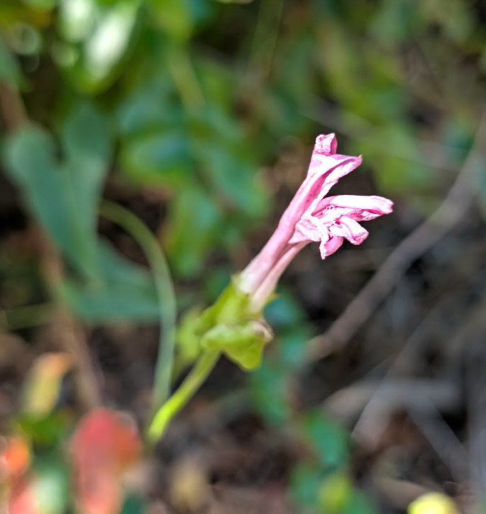 Calystegia macrostegia