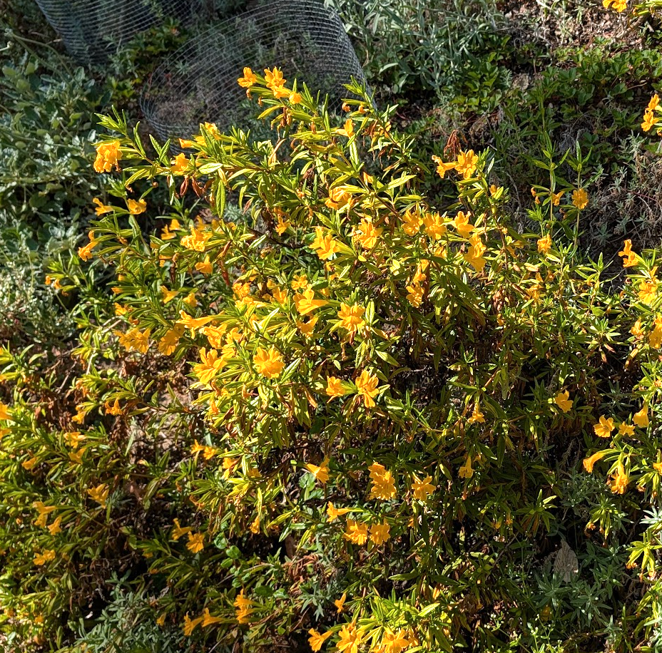 Diplacus (Mimulus) aurantiacus