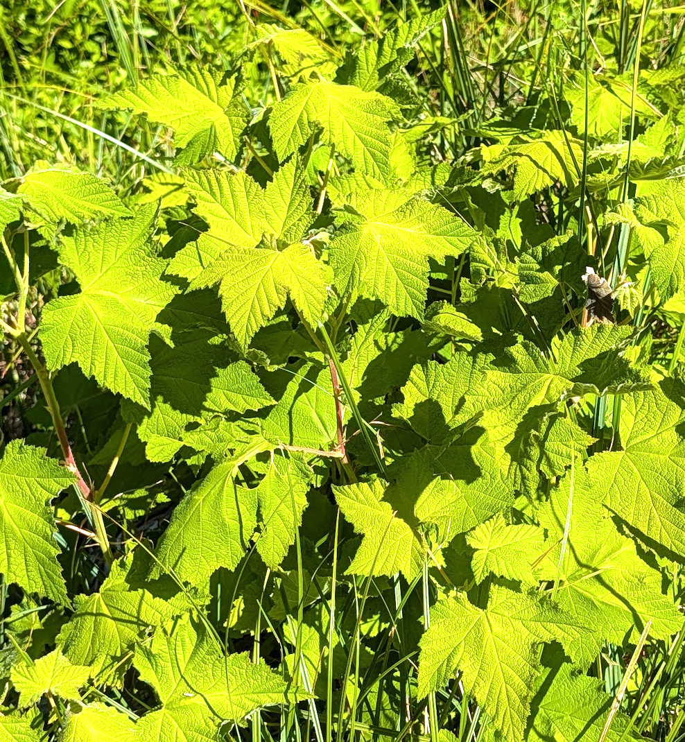 Rubus parviflorus