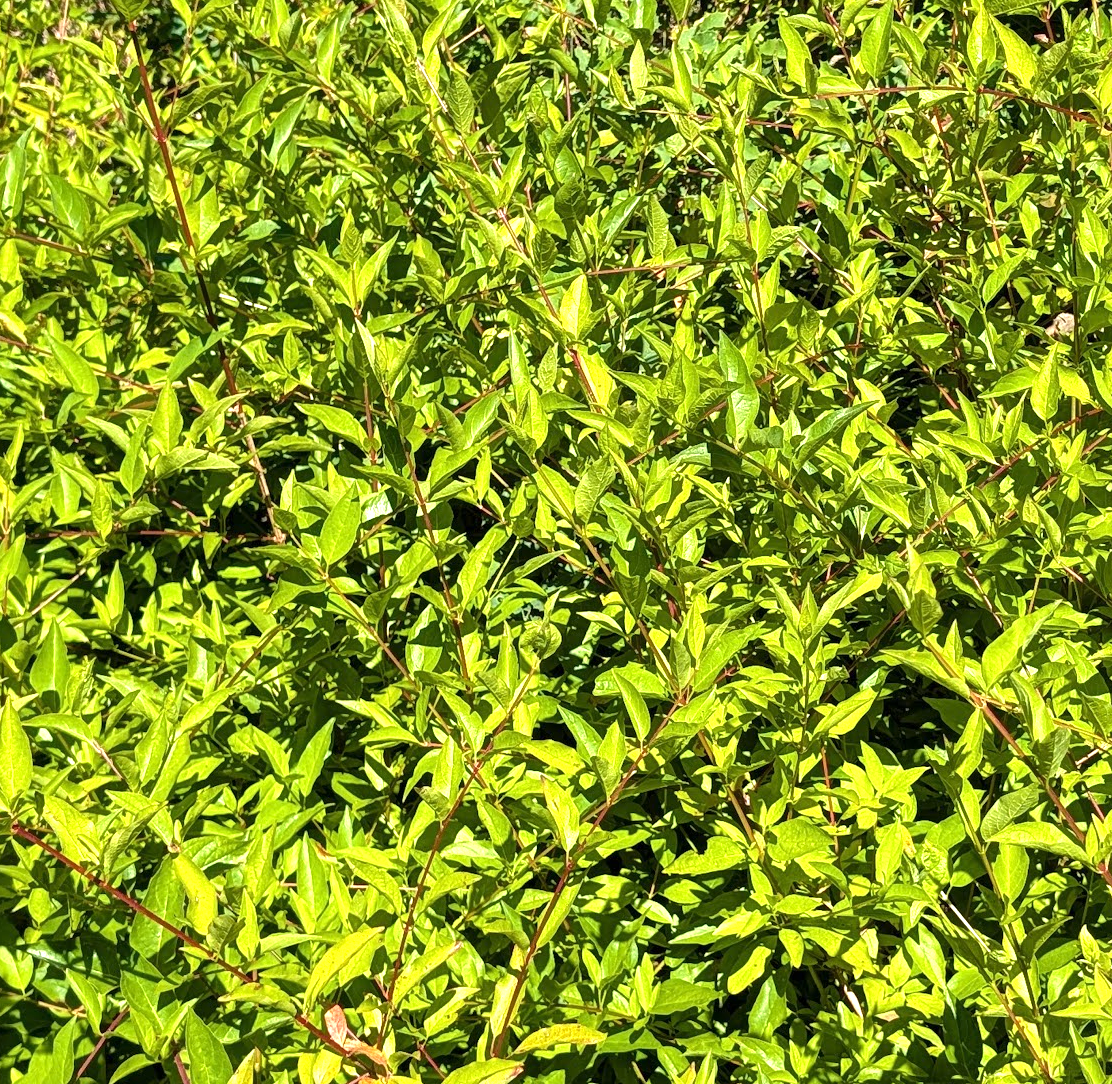 Cornus glabrata