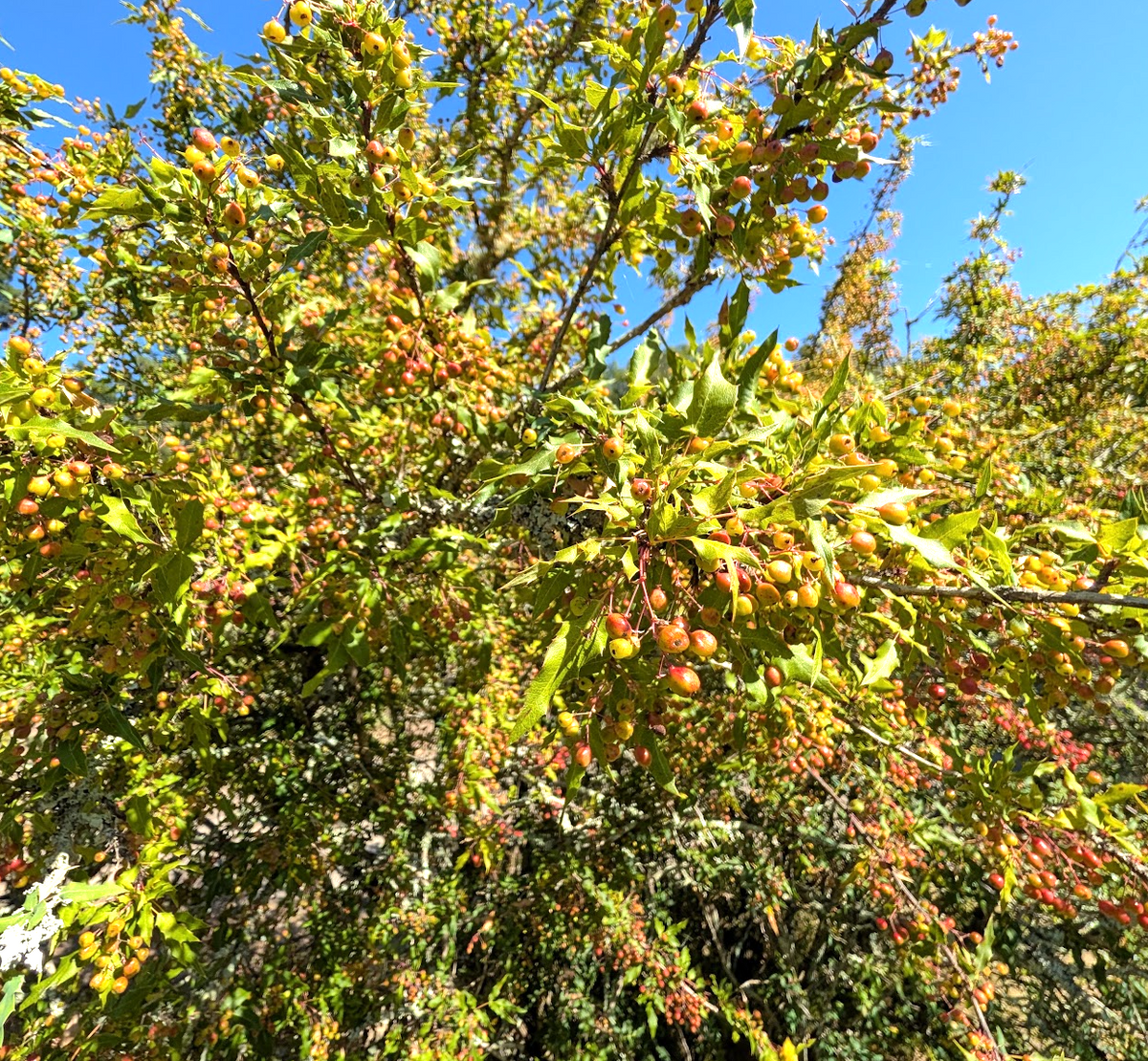 Berberis (Mahonia) nevinii