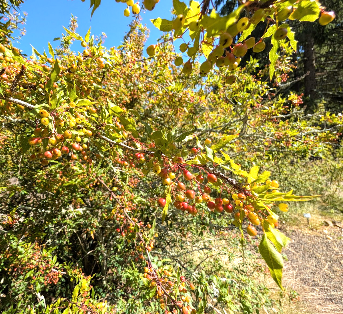 Berberis (Mahonia) nevinii