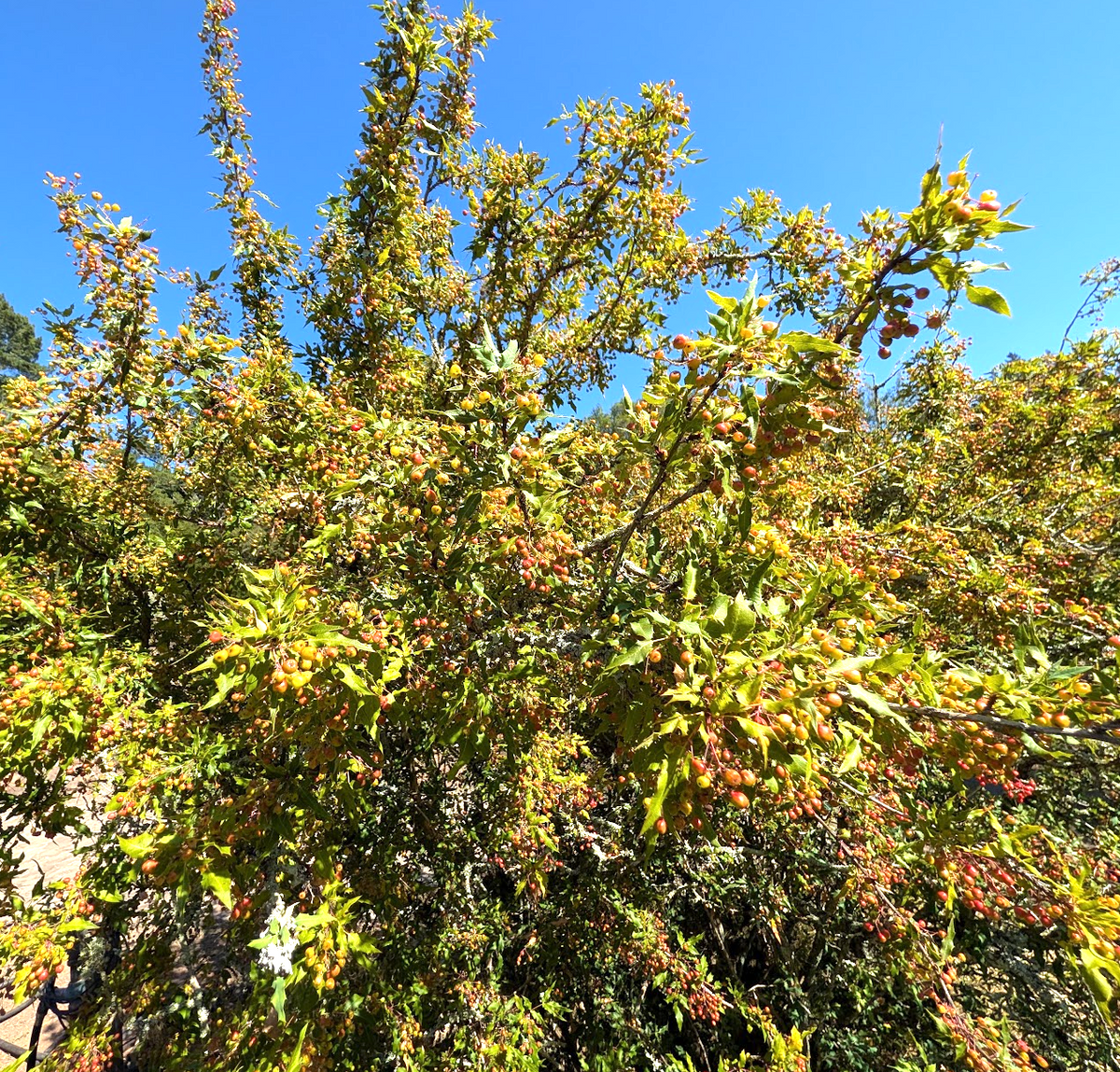 Berberis (Mahonia) nevinii