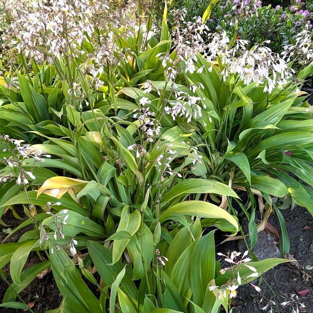 Arthropodium cirratum