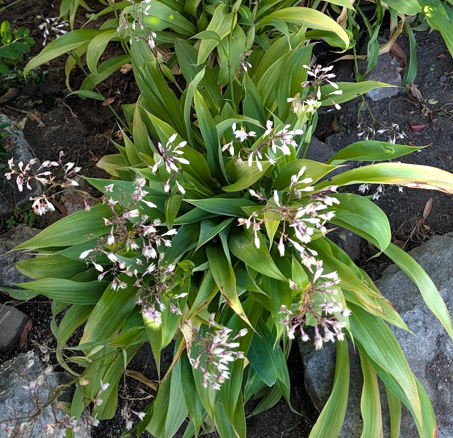 Arthropodium cirratum