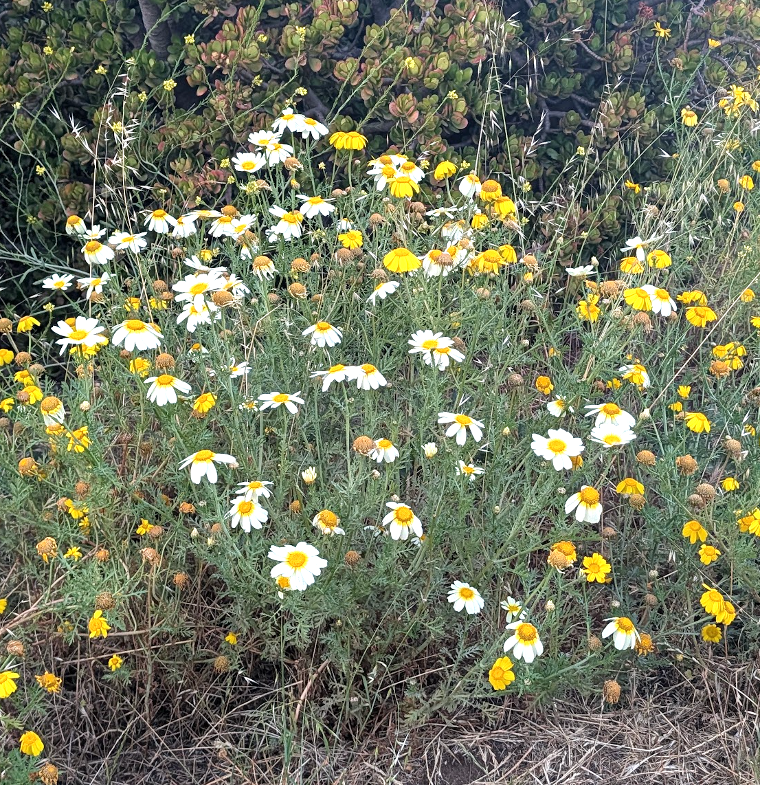 Layia platyglossa