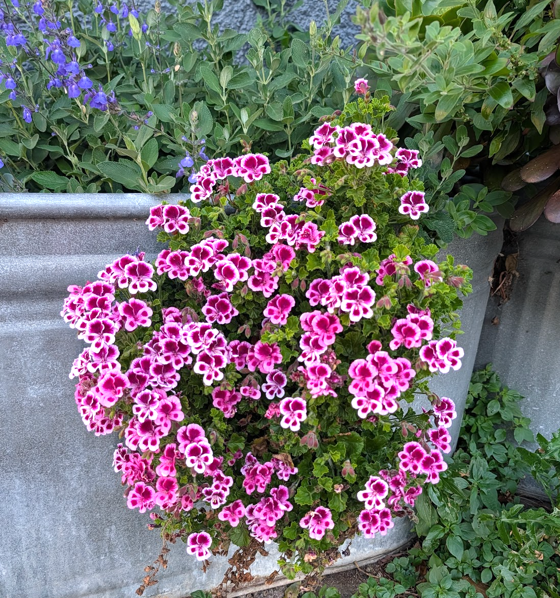 Pelargonium 'Veronica Contreras'
