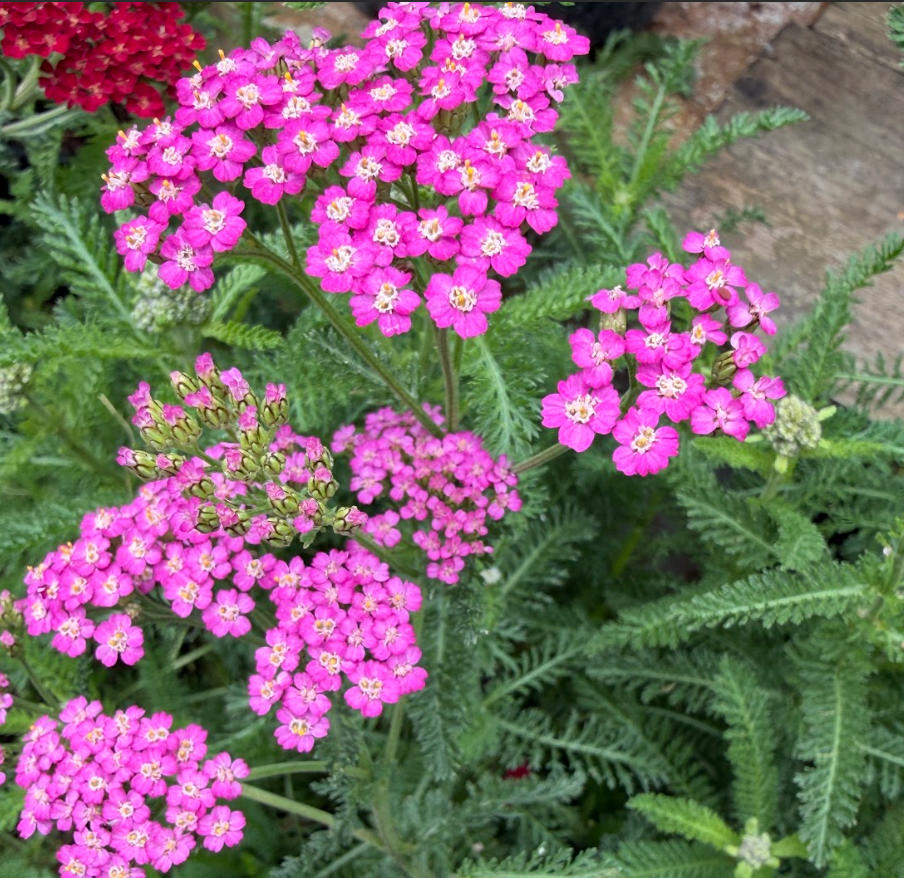 Achillea millefolium 'Pink Island Form' ('Island Pink')
