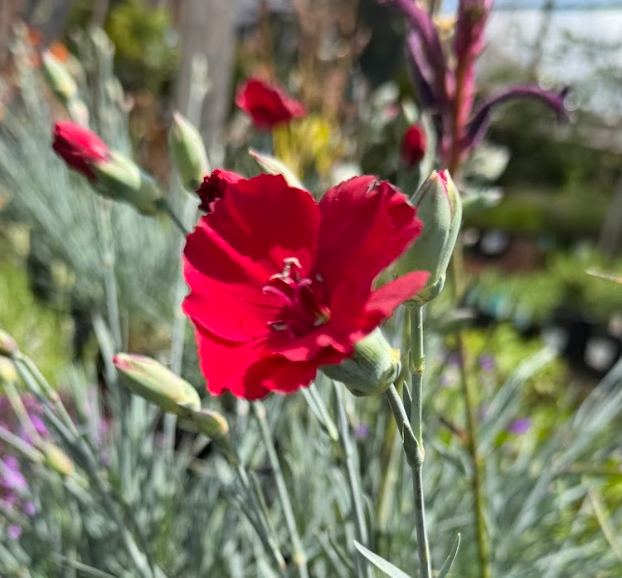 Dianthus AP Cherry Pie