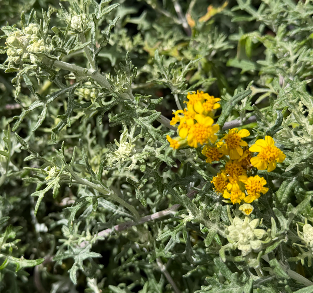 Eriophyllum staechadifolium