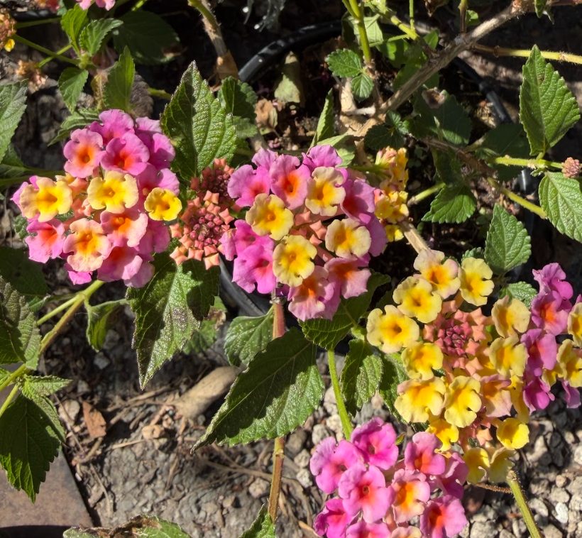 Lantana 'Confetti'