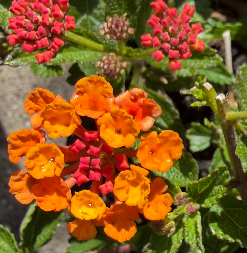 Lantana 'Radiation'