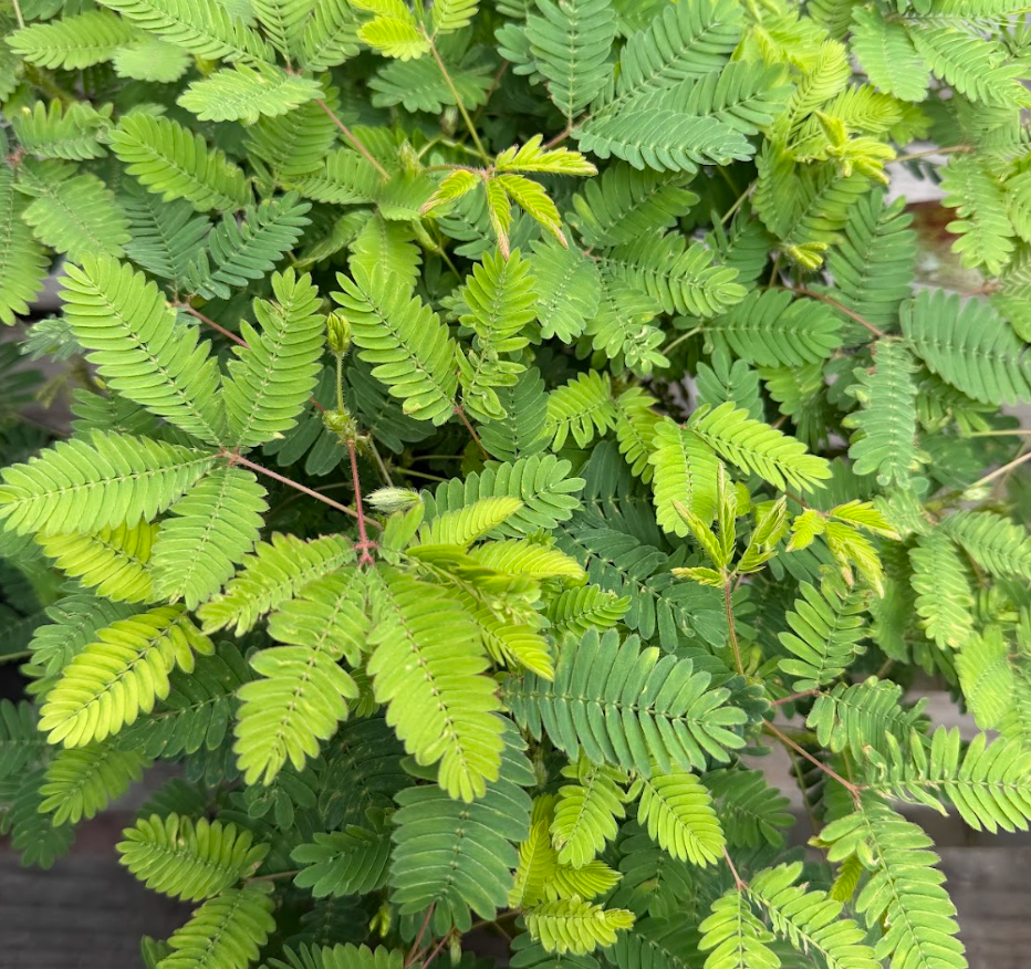 Mimosa pudica (Sensitive Plant)