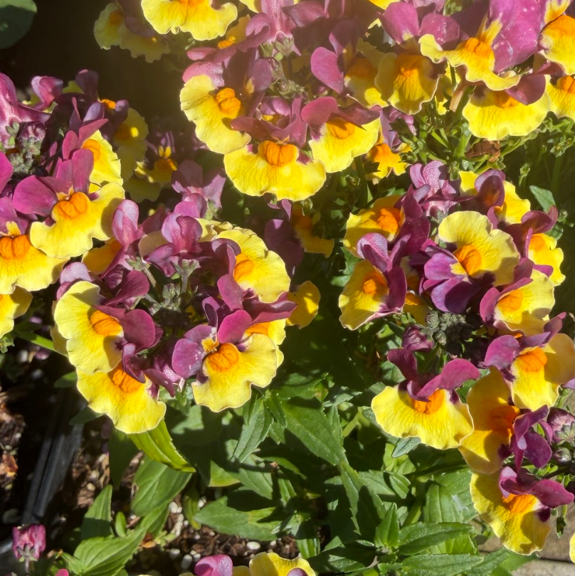 Nemesia hybrid Penhow Aroma Yellows 'Rhubarb & Custard'