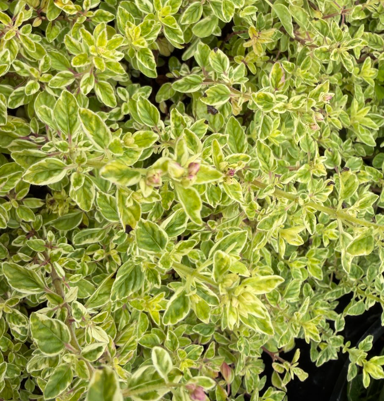 Origanum vulgare (Oregano) 'White Anniversary'