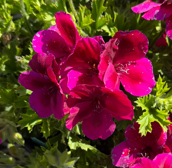 Pelargonium 'Candy Flowers Violet'