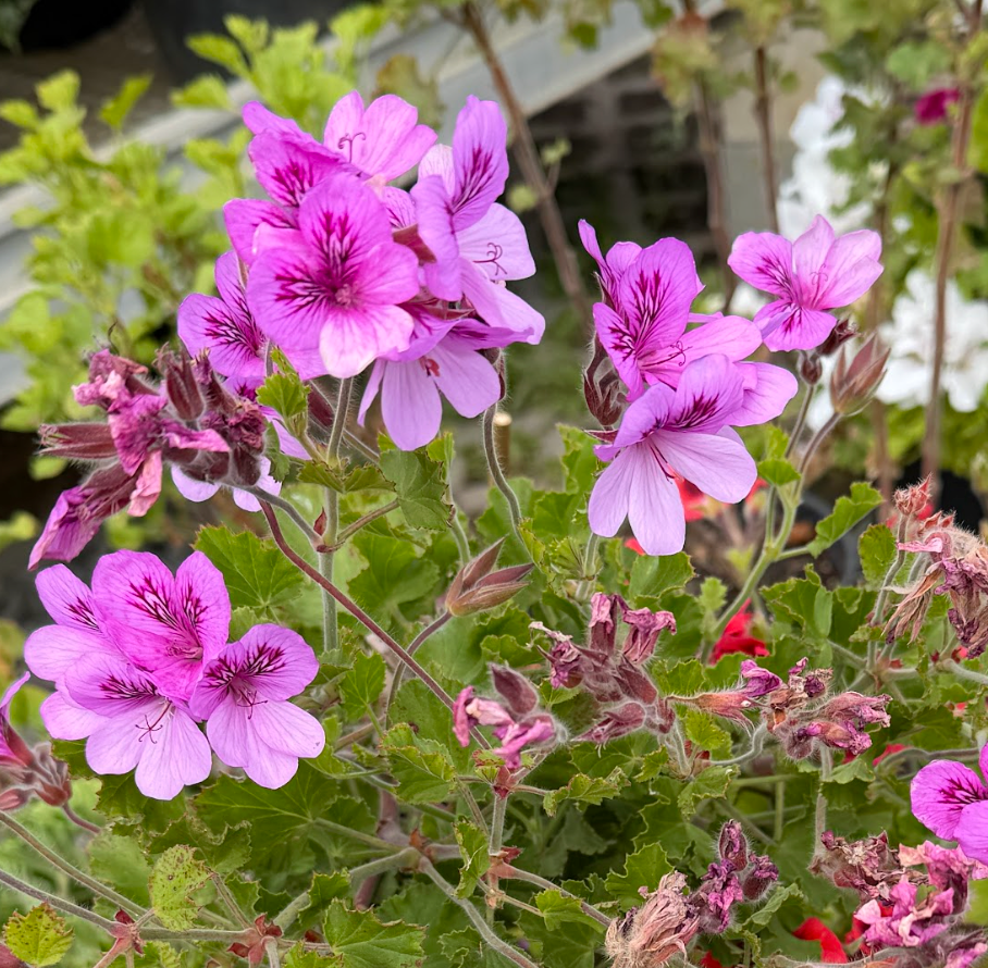 Pelargonium torento 'Ginger'