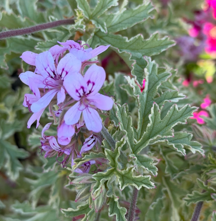 Pelargonium graveolens 'Lady Plymouth Variegated'