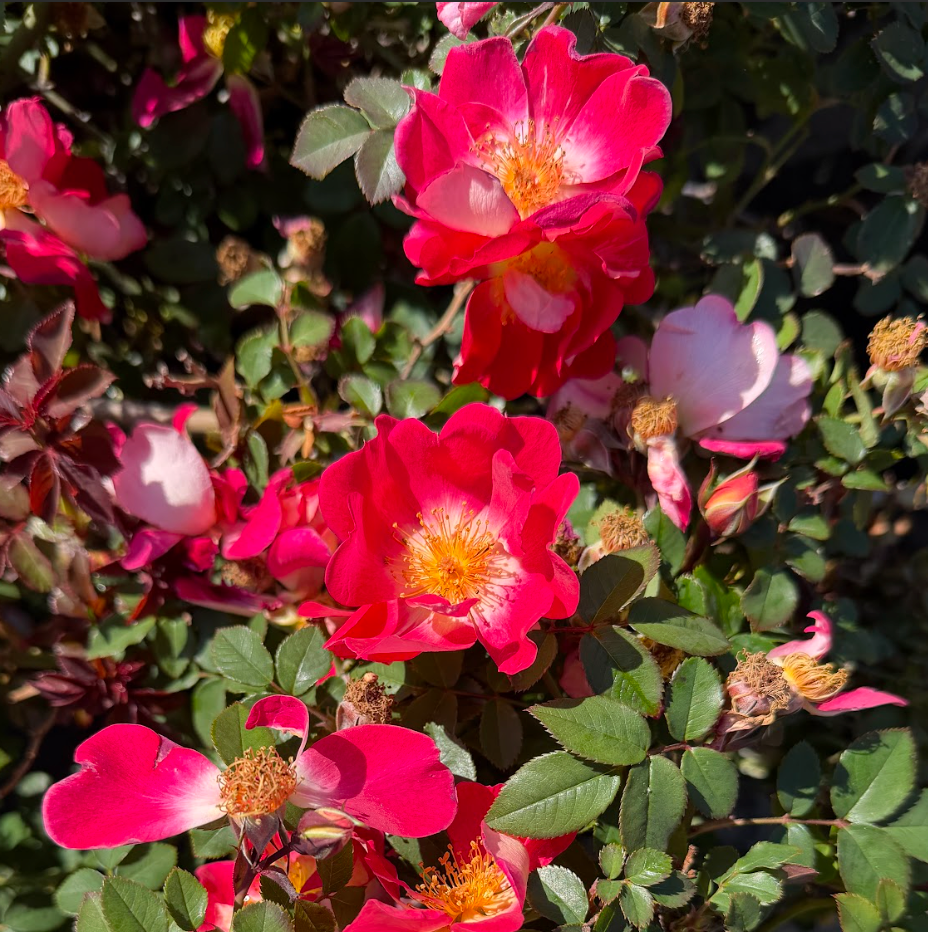 Rosa (Rose) 'Ralph's Creeper™'