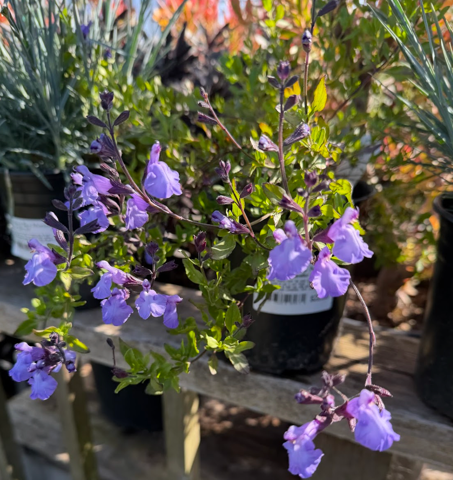 Salvia microphylla 'Gleneden' PPAF