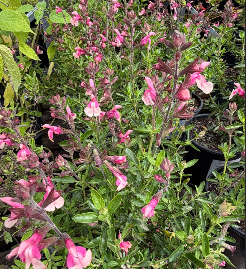Salvia 'Fancy Dancer' PP#24088