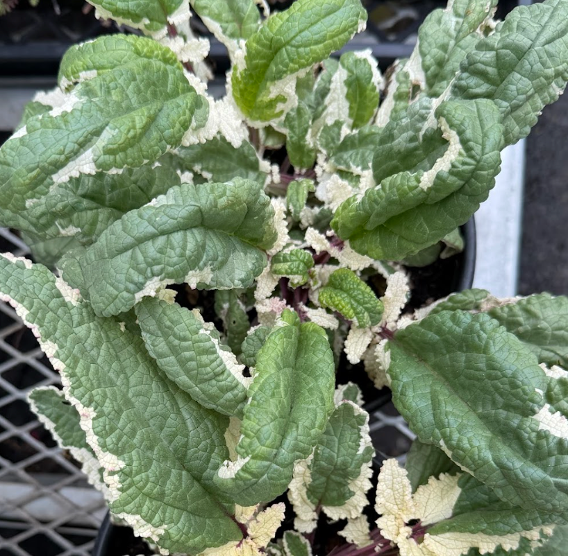 Scrophularia auriculata 'Variegata'