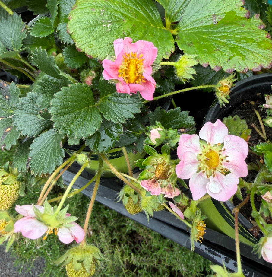 Fragaria x ananassa (Strawberry) Berries Galore™ Pink (Merlan)