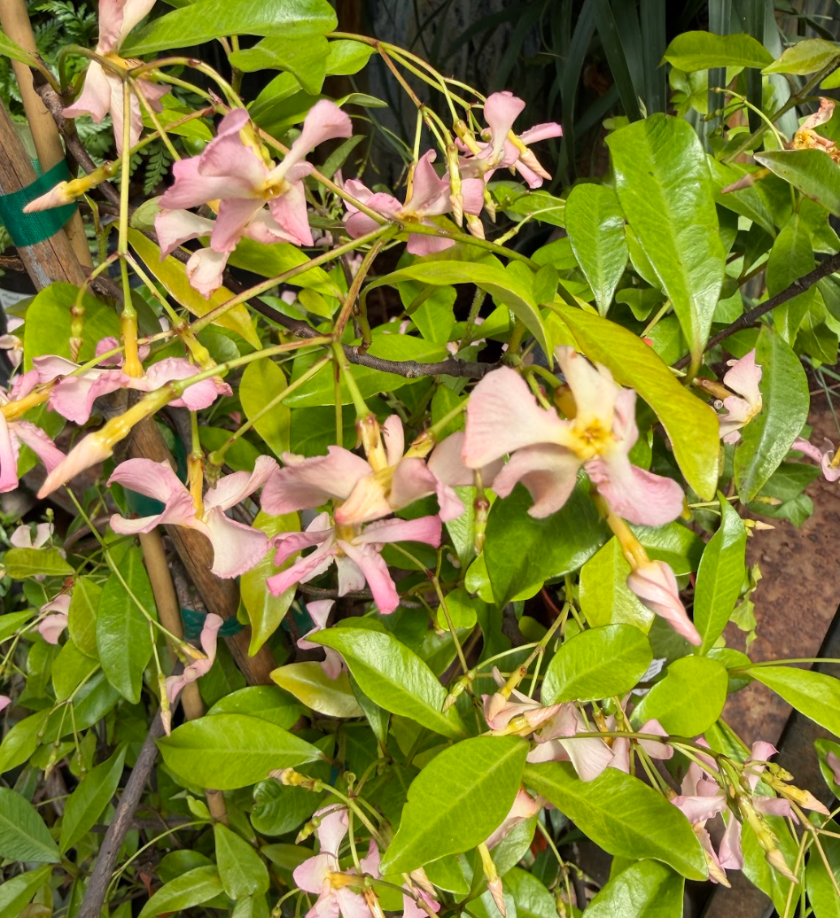 Trachelospermum 'Pink Showers'