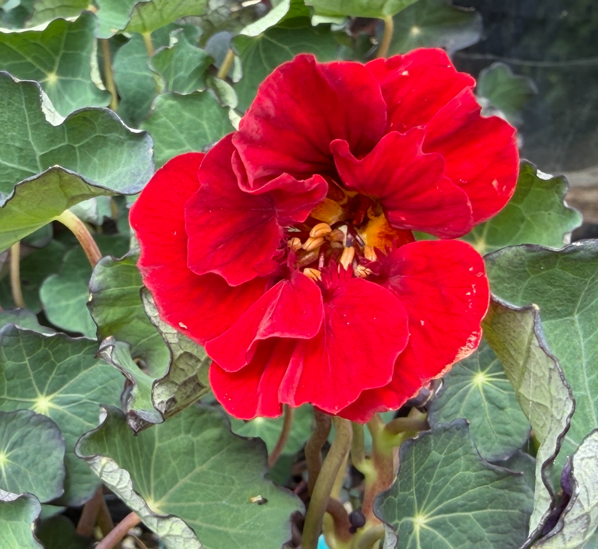 Tropaeolum majus 'Red Wonder'