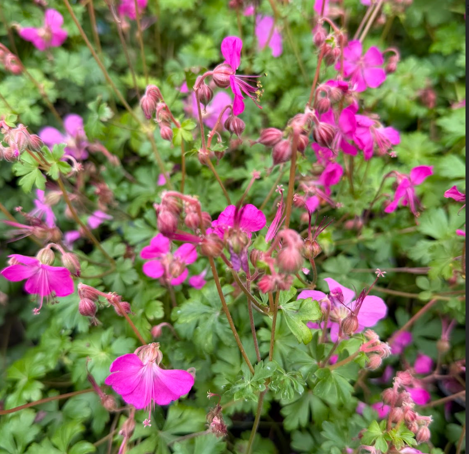 Geranium x cantabrigiense 'Crystal Rose'