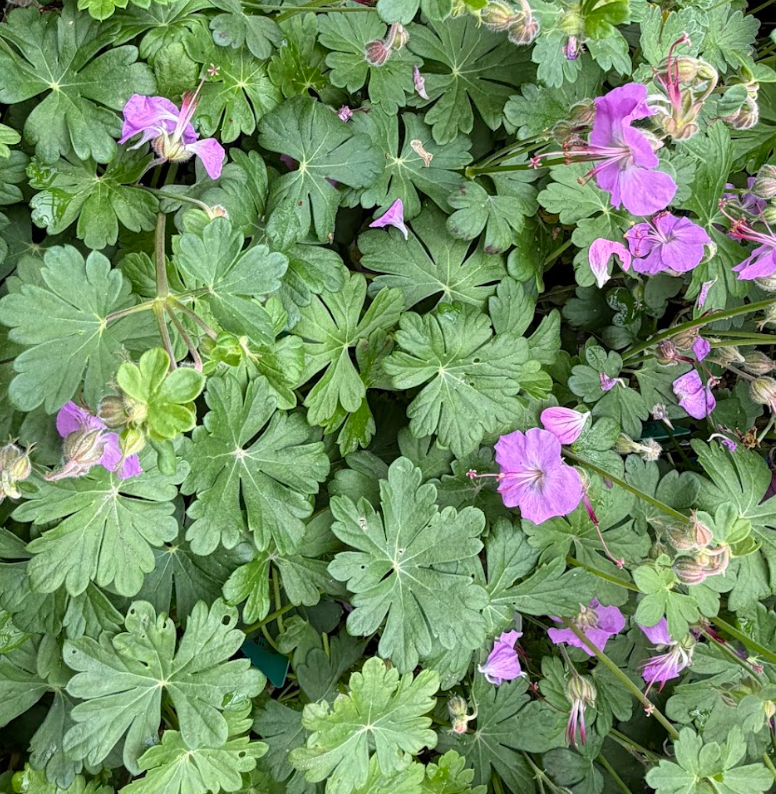 Geranium x cantabrigiense 'Cambridge Blue'
