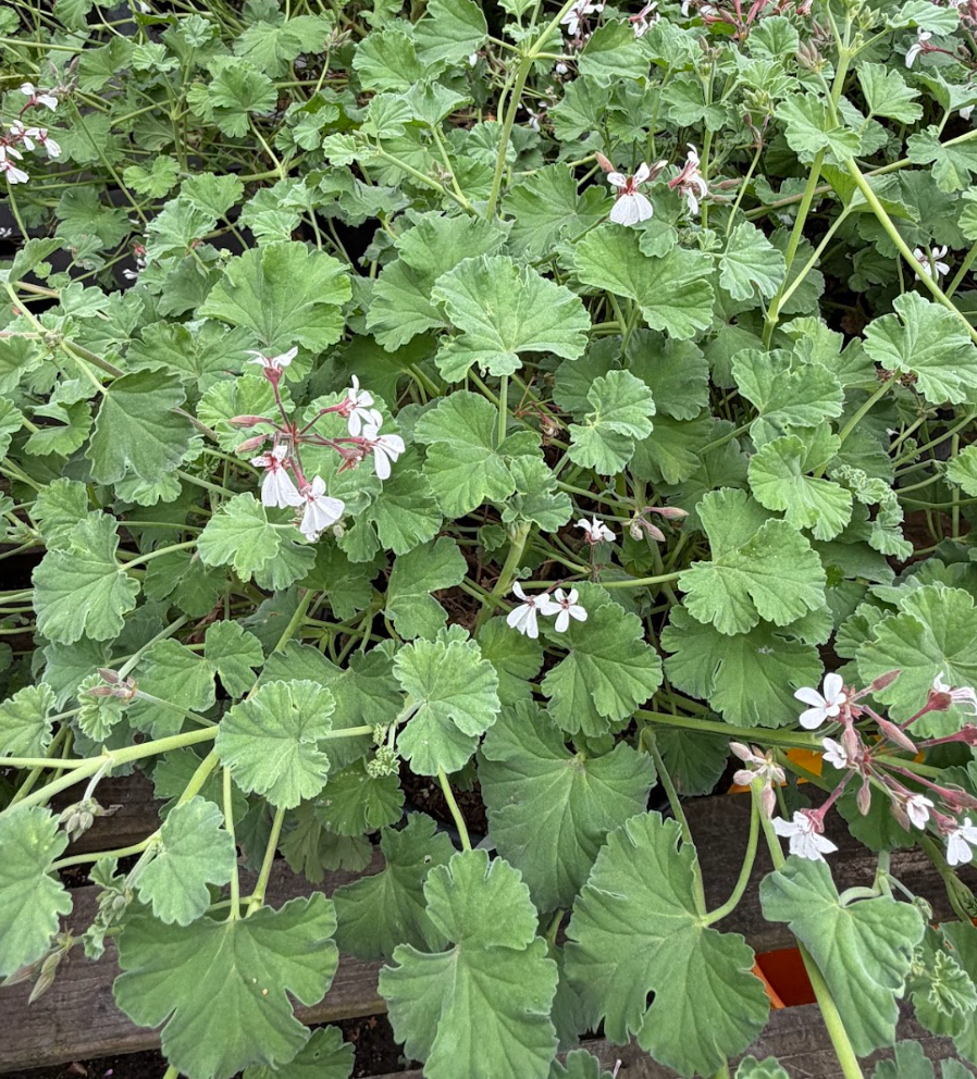 Pelargonium fragrans 'Nutmeg'