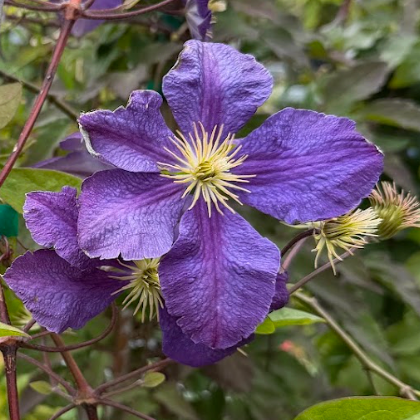 Clematis x 'Jackmanii'