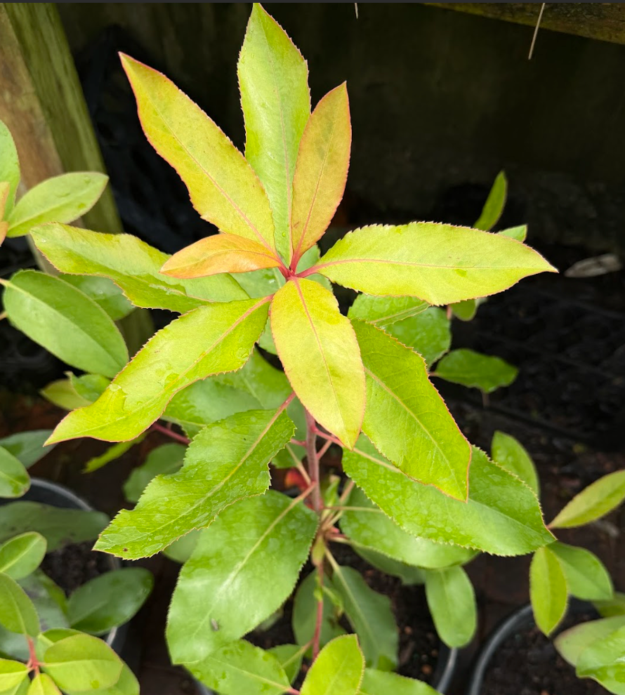 Arbutus menziesii