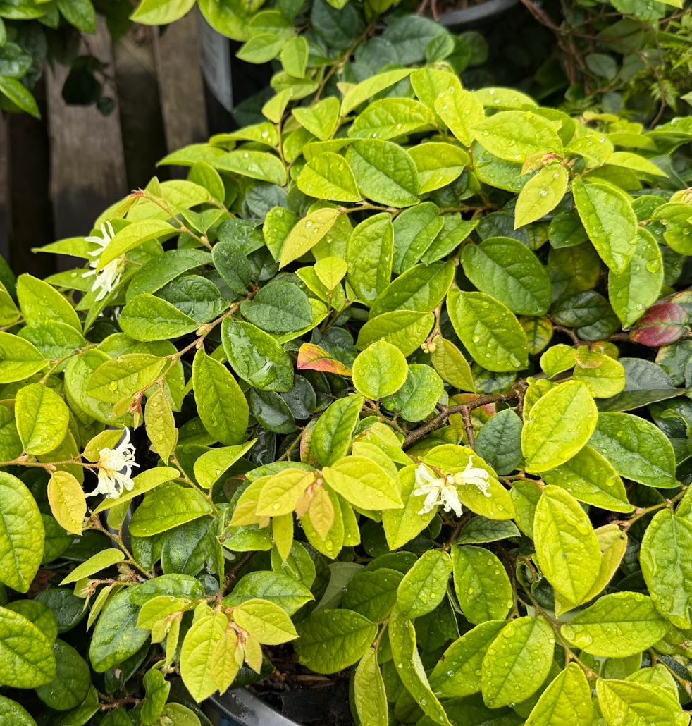 Loropetalum chinense