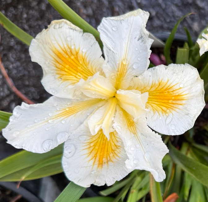 Iris Pacific Coast 'Canyon Snow'